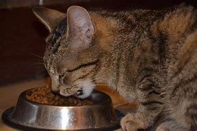 Image result for Cat Appetite Stimulant