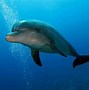 Image result for Flat Nose Dolphin