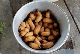 Image result for Maggots in Old Food