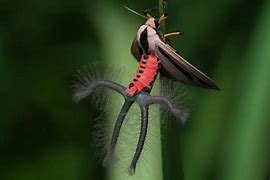 Image result for Creatonotos Gangis Moth