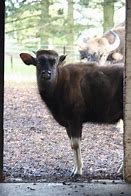 Image result for gaur calf