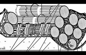 Image result for Muscle Cell Diagram GCSE