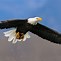 Image result for American Double Eagle