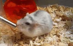 Image result for Thirsty Hamster Sunroof