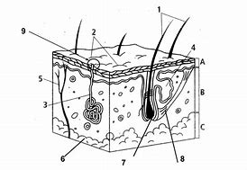 Image result for Skin Diagram Black and White