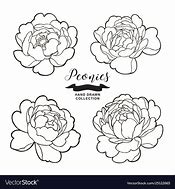 Image result for Peony Vector