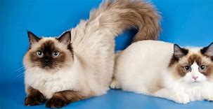 Image result for Large Ragdoll Cat