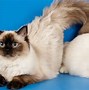 Image result for Large Ragdoll Cat