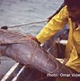 Image result for Marine Mammal Science