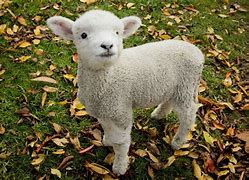 Image result for Cute Baby Lamb Smiling Brown