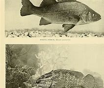 Image result for White Perch