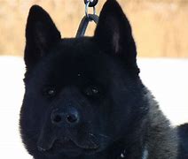 Image result for Black Akita Puppies