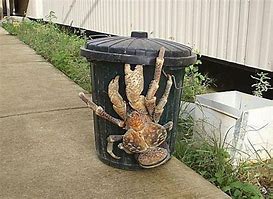 Image result for Blue Coconut Crab