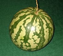 Image result for Citron Melon