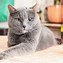 Image result for Angry Gray Cat Moody