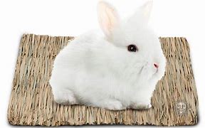 Image result for Rabbit Bedding