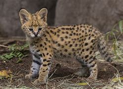 Image result for Serval Cat Wallpaper