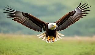 Image result for Eagle Flying Top View