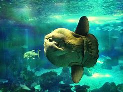 Image result for Oddity Fish