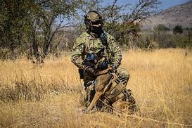 Image result for United States Military Police K9 Dogs