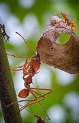 Image result for London Zoo Atta Ant