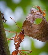 Image result for Atta Ant