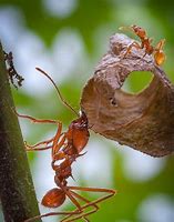 Image result for Atta Ant and Fungi