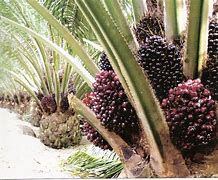 Image result for KELAPA SAWIT Jengka