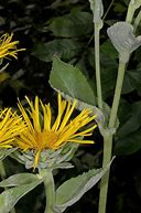 Image result for Inula Helenium