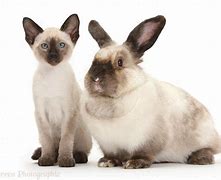 Image result for Broken Siamese Rabbit