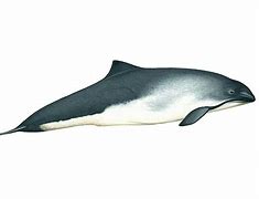 Image result for Dead Harbour Porpoise