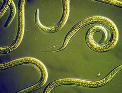 Image result for Nematodes