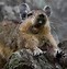 Image result for Animaru Viscacha