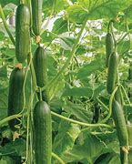 Image result for Cucumber Plant