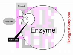 Image result for Active Site Diagram