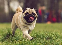 Image result for Snookie the Pug Pug