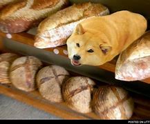 Image result for Loimu Doge