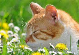 Image result for Cat in Grass