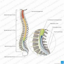 Image result for Vertebral Column and Spinal Nerves