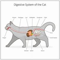 Image result for Cat Digestive Tract