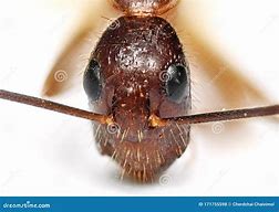 Image result for Macro Ant Face