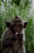 Image result for Macaque Cute