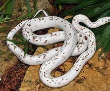 Image result for corn snake morphs