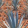 Image result for Agave Plant Varieties