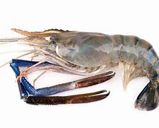 Image result for Prawn Water