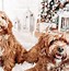 Image result for Cutest Dogs