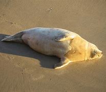 Image result for Pinniped