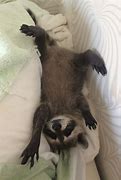 Image result for Raccoons Are Cute