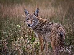 Image result for Wiley Coyote