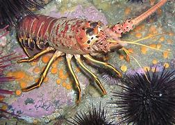 Image result for East Ocean Lobster Menu